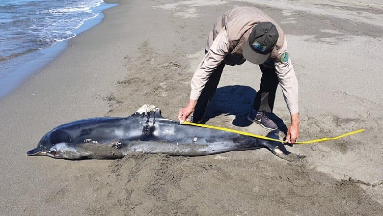 Delfin i ngordhur në bregdetin e Velipojës, gjendet me dëmtime në sy! Apel peshkatarëve e turistëve