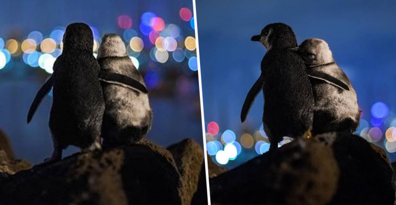 “Ngushëllimi i pinguinëve” shpallet fotoja më e bukur e 2020, mesazhi prekës do t’ju lërë pa fjalë