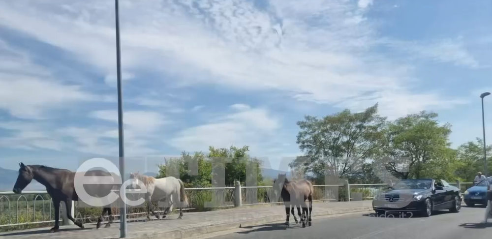 VIDEO / Institucionet të pafuqishme kuajt “pushtojnë” edhe këtë të dielë rrugën e Shirokës