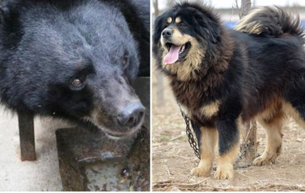 Familja që besonte se po rrisnin qenin tibetian shokohen kur shikojnë se ‘bisha’ nis të ngrihet në dy këmbë (fotot)