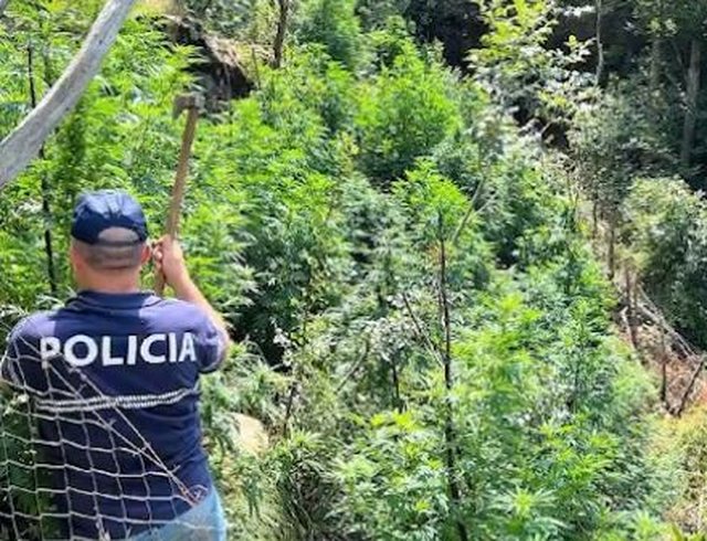 Aksion antidrogë në Shkodër, asgjësohen 10 mijë rrënjë kanabis, disa të shoqëruar në polici