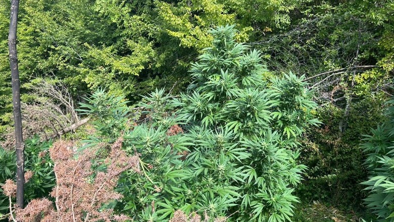 Asgjësohen rreth 2000 bimë narkotike në Shkodër, në hetim kryeplaku i fshatit Bardhaj