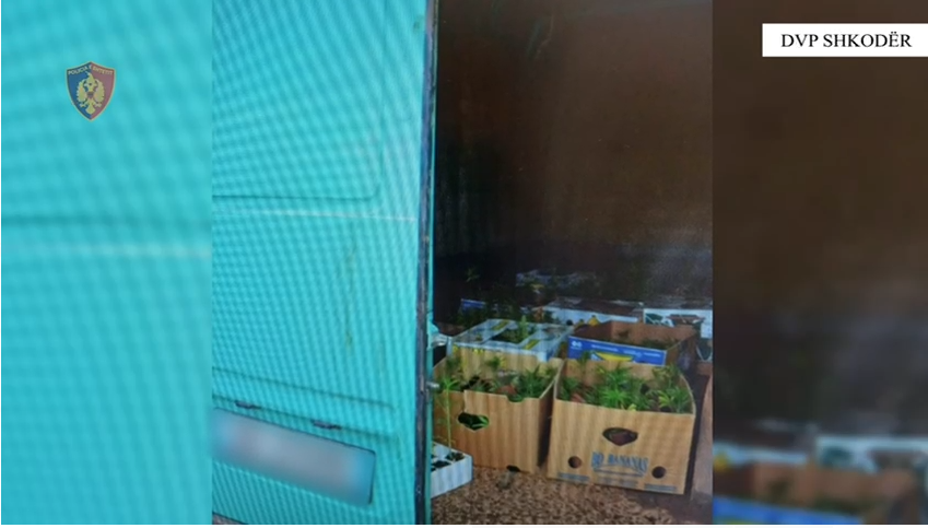 Shkodër/ Po transportonin 900 fidanë kanabis për t’i kultivuar, 4 në pranga